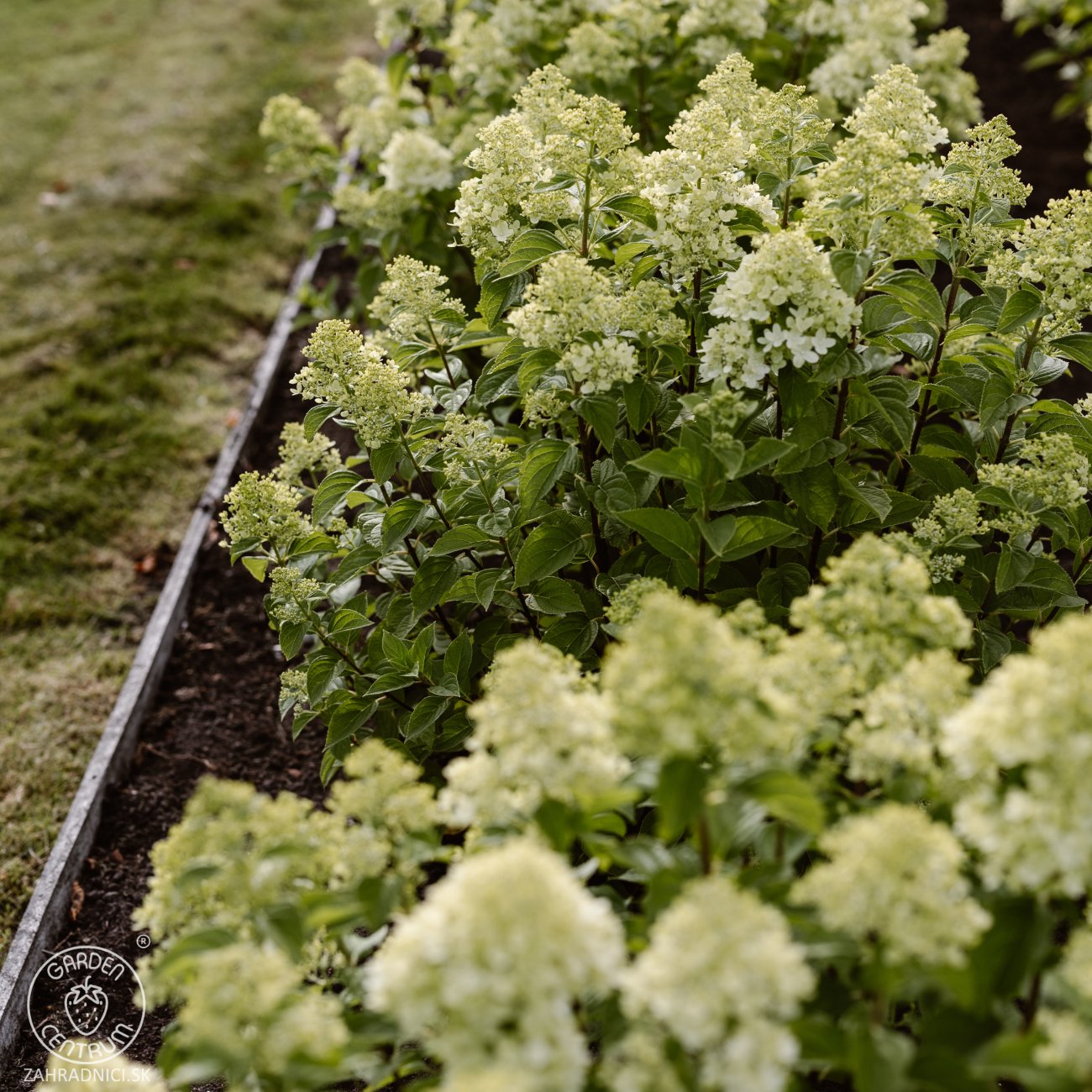 Obrázok Hortenzia metlinatá (Hydrangea paniculata) ´LIVING LITTLE PASSION´® by LIVING CREATIONS® výška 20-30 cm, kont. C1,5L